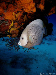 This photo of a Grey Angel was taken while diving on Para... by Steven Anderson 